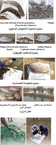 الاستزراع السمكي في موريتانيا : من تحديات البيئة الصحراوية إلى فرص التنمية المستدامة / د حسني ولد اطفيل